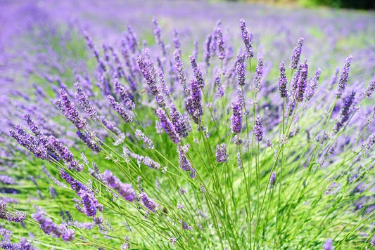 Lavender Magic